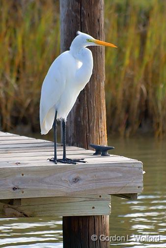 Egret On A Dock_27484.jpg - Great Egret (Ardea alba) photographed near Port Lavaca, Texas, USA.